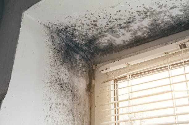 Trusted Mold Removal service in Fairfield, TX - Cheap Mold Removal